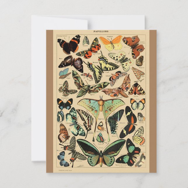 ヴィンテージバタフライパピロンオールドイラストレーションアート (正面)