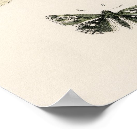 ヴィンテージバタフライパピロンオールドイラストレーションアート ポスター (角)