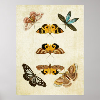 ヴィンテージバタフライプリント030 ポスター