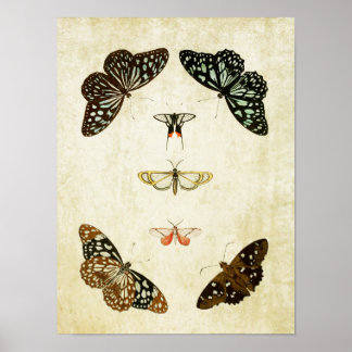 ヴィンテージバタフライプリント059 ポスター