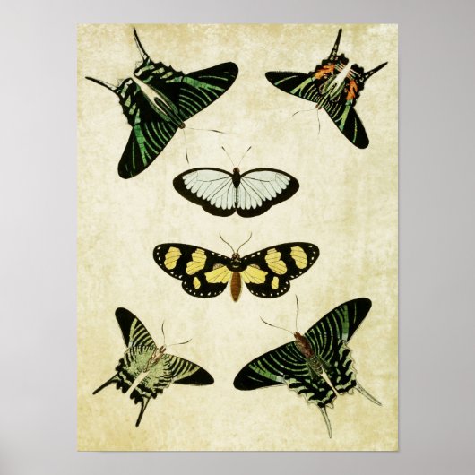 ヴィンテージバタフライプリント085 ポスター (正面)