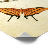 ヴィンテージバタフライプリント087 ポスター (角)
