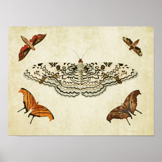 ヴィンテージバタフライプリント087 ポスター (正面)