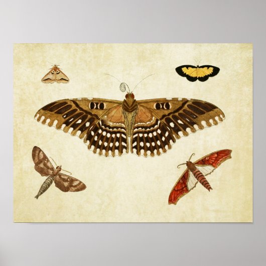 ヴィンテージバタフライプリント088 ポスター (正面)