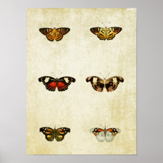 ヴィンテージバタフライプリント108 ポスター
