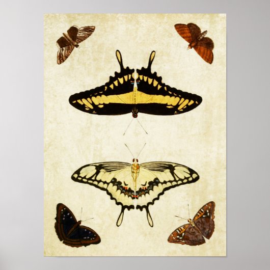 ヴィンテージバタフライプリント167 ポスター (正面)