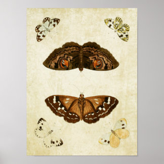 ヴィンテージバタフライプリント171 ポスター