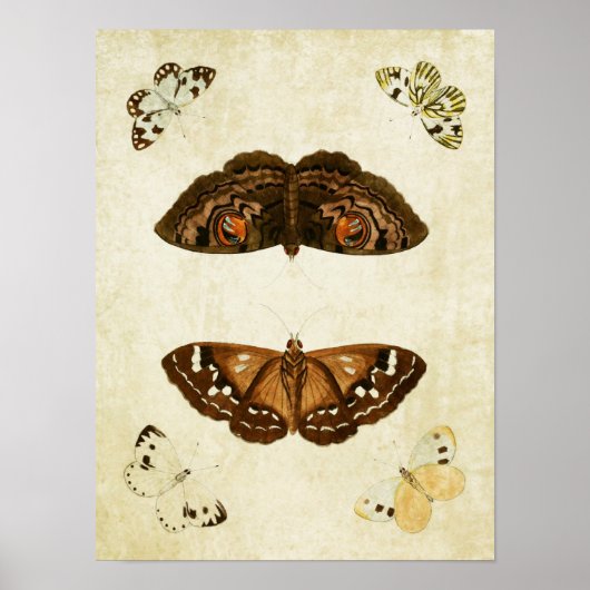ヴィンテージバタフライプリント171 ポスター (正面)