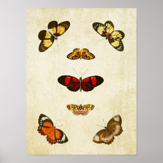 ヴィンテージバタフライプリント189 ポスター (正面)