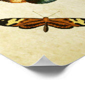 ヴィンテージバタフライプリント191 ポスター (角)