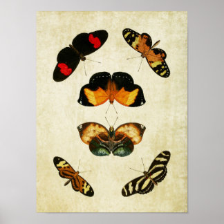 ヴィンテージバタフライプリント191 ポスター