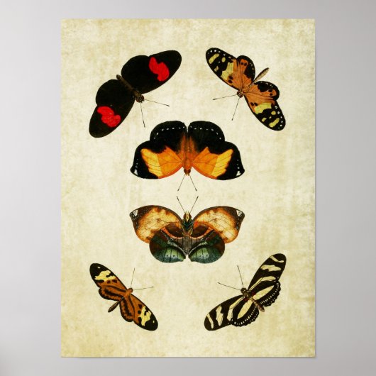 ヴィンテージバタフライプリント191 ポスター (正面)