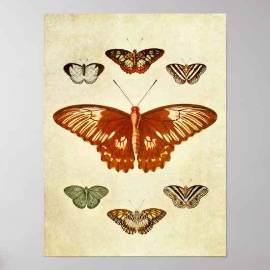 ヴィンテージバタフライプリント194 ポスター (正面)
