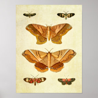 ヴィンテージバタフライプリント197 ポスター