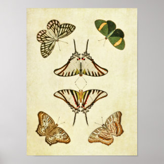 ヴィンテージバタフライプリント202 ポスター
