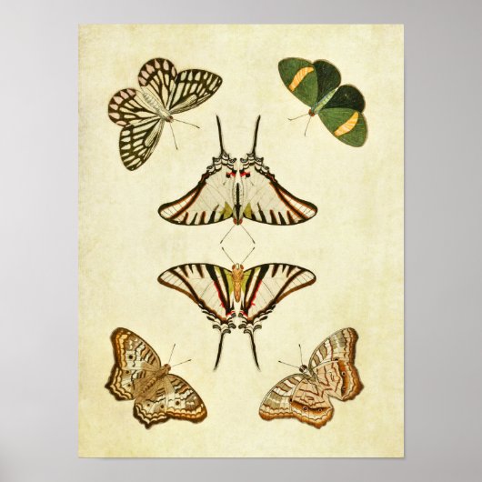ヴィンテージバタフライプリント202 ポスター (正面)