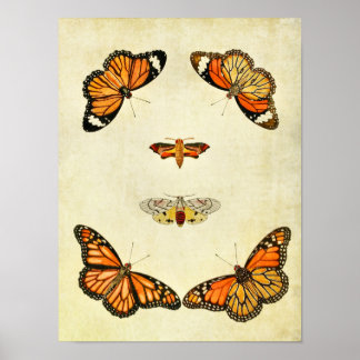 ヴィンテージバタフライプリント206 ポスター