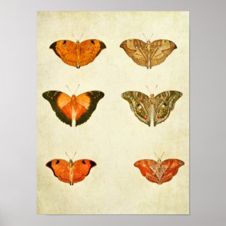 ヴィンテージバタフライプリント235 ポスター