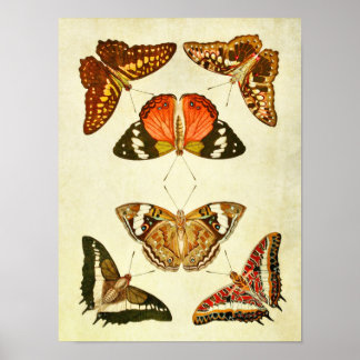 ヴィンテージバタフライプリント241 ポスター