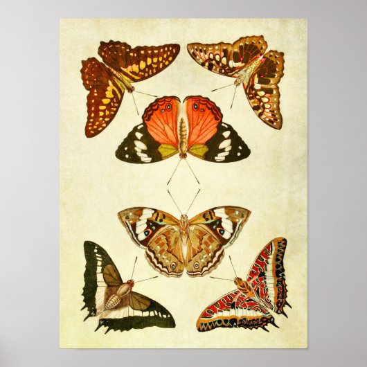 ヴィンテージバタフライプリント241 ポスター (正面)