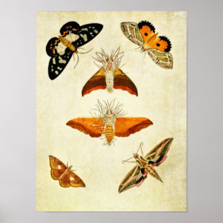 ヴィンテージバタフライプリント267 ポスター