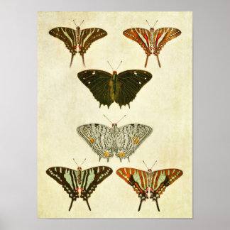 ヴィンテージバタフライプリント317 ポスター