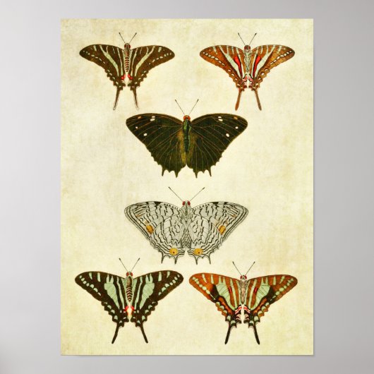 ヴィンテージバタフライプリント317 ポスター (正面)