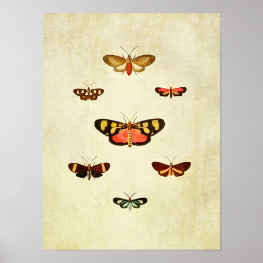 ヴィンテージバタフライプリント345 ポスター (正面)
