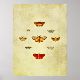 ヴィンテージバタフライプリント359 ポスター