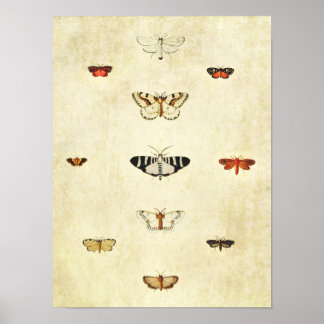 ヴィンテージバタフライプリント372 ポスター
