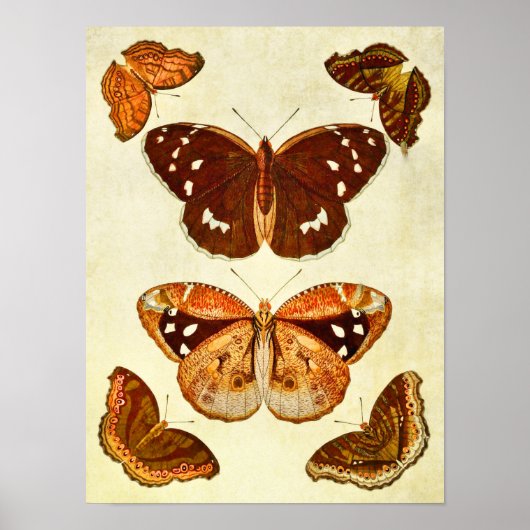 ヴィンテージバタフライプリント374 ポスター (正面)