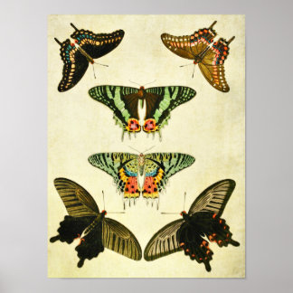 ヴィンテージバタフライプリント385 ポスター
