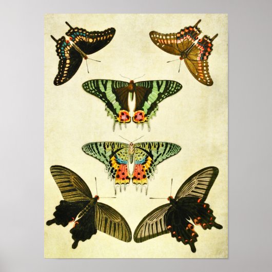 ヴィンテージバタフライプリント385 ポスター (正面)