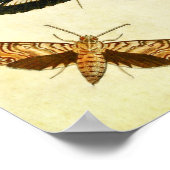 ヴィンテージバタフライプリント394 ポスター (角)