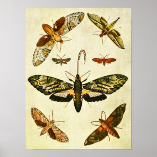 ヴィンテージバタフライプリント394 ポスター