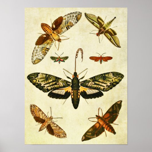 ヴィンテージバタフライプリント394 ポスター (正面)
