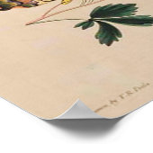 ヴィンテージバタフライ画像ポスター ポスター (角)