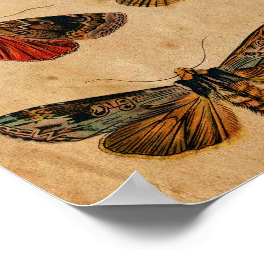 ヴィンテージバタフライ&キャタピラーアンティーク ポスター (角)