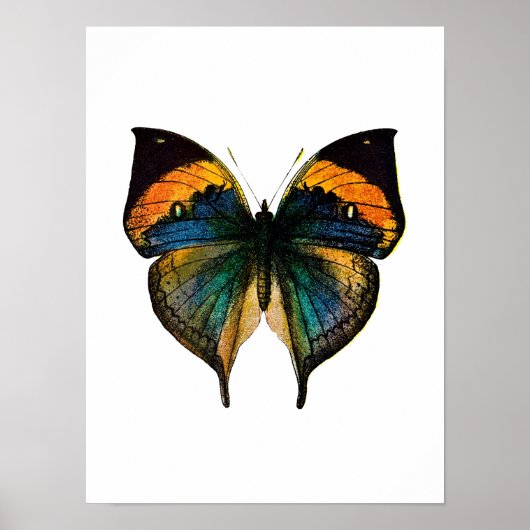 ヴィンテージバタフライ – 1800のアンティークバタフライリソ ポスター (正面)