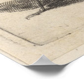 ヴィンテージバッタ昆虫学プリント(62) ポスター (角)