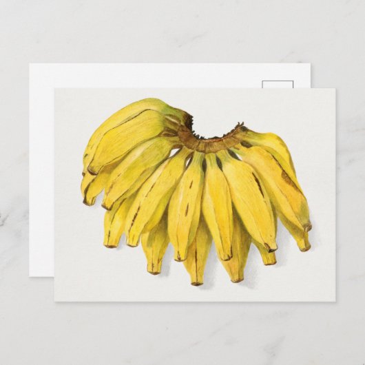 ヴィンテージバナナフルーツウォーター絵画カラー ポストカード (正面/裏面)