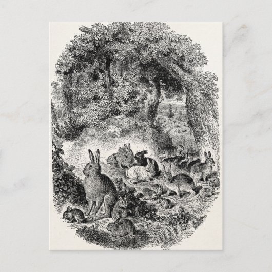 ヴィンテージバニーウサギ1800年代バニーズウサギ ポストカード (正面)