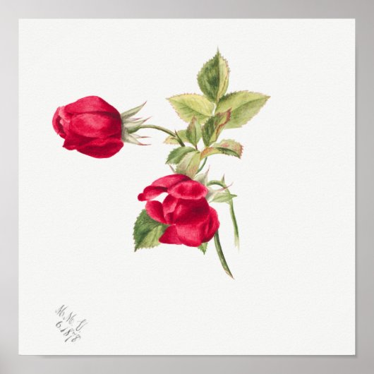 ヴィンテージバライラストレーション ポスター (正面)