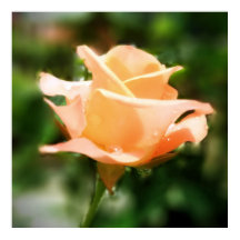 ヴィンテージバラ花