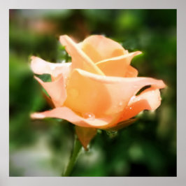 ヴィンテージバラ花 ポスター