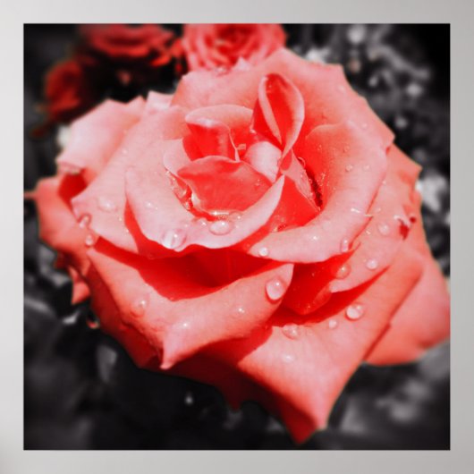 ヴィンテージバラ ポスター (正面)