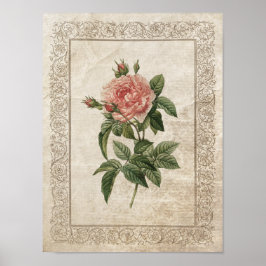 ヴィンテージバラI植物学 ポスター