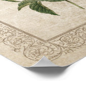 ヴィンテージバラI植物学 ポスター (角)