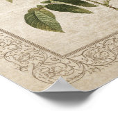 ヴィンテージバラII植物学 ポスター (角)