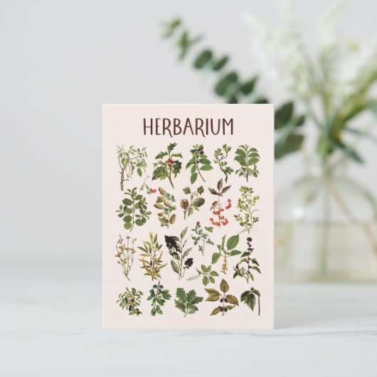 ヴィンテージバリウム緑色植物図 ポストカード (スタンド正面)